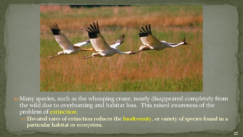  Many species, such as the whooping crane, nearly disappeared completely from the wild