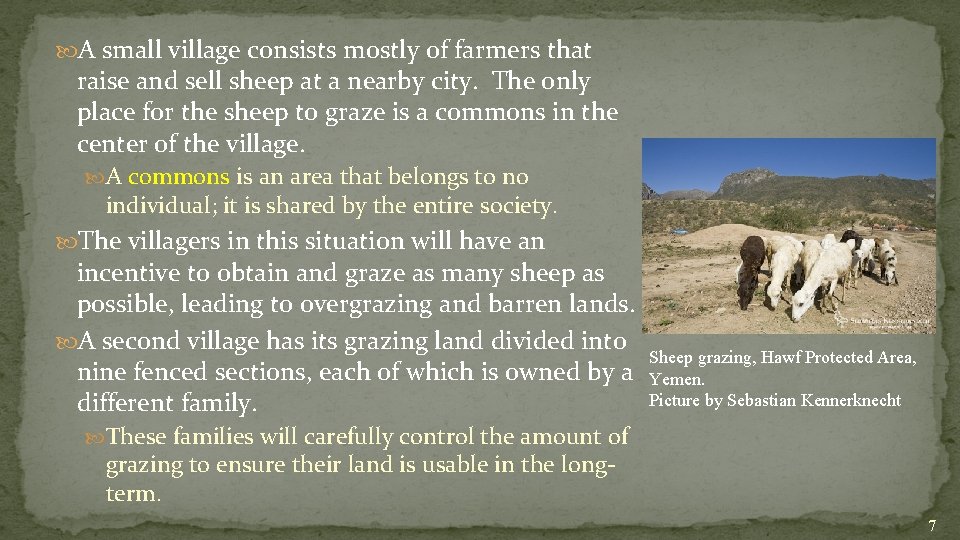  A small village consists mostly of farmers that raise and sell sheep at