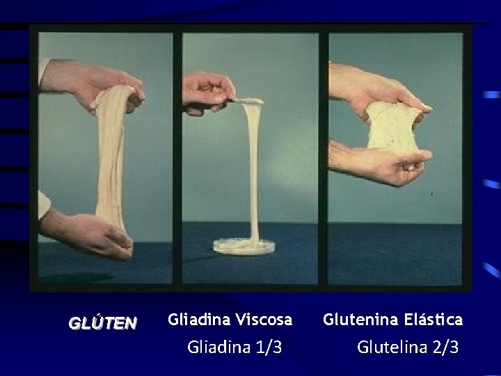 GLÚTEN Gliadina Viscosa Gliadina 1/3 Glutenina Elástica Glutelina 2/3 