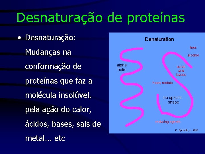 Desnaturação de proteínas • Desnaturação: Mudanças na conformação de proteínas que faz a molécula