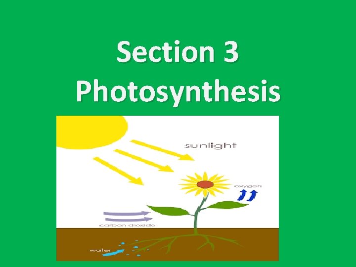 Section 3 Photosynthesis 