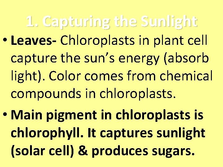 1. Capturing the Sunlight • Leaves- Chloroplasts in plant cell capture the sun’s energy