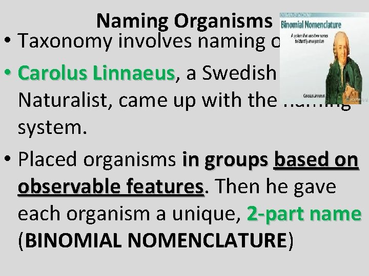 Naming Organisms • Taxonomy involves naming organisms. • Carolus Linnaeus, Linnaeus a Swedish Naturalist,