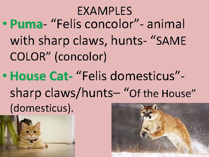 EXAMPLES • Puma “Felis concolor”- animal with sharp claws, hunts- “SAME COLOR” (concolor) •
