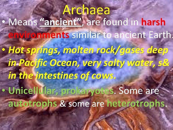 Archaea • Means “ancient”, “ancient” are found in harsh environments similar to ancient Earth.