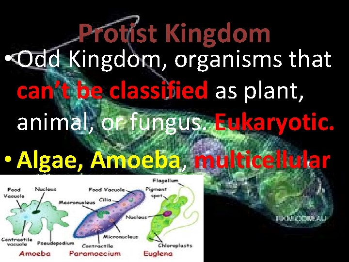 Protist Kingdom • Odd Kingdom, organisms that can’t be classified as plant, animal, or
