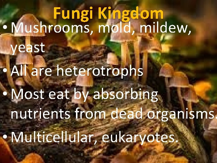 Fungi Kingdom • Mushrooms, mold, mildew, yeast • All are heterotrophs • Most eat