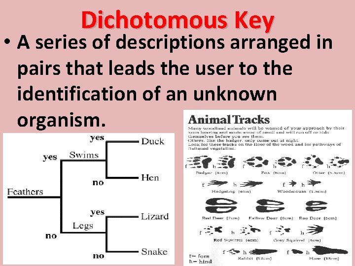 Dichotomous Key • A series of descriptions arranged in pairs that leads the user