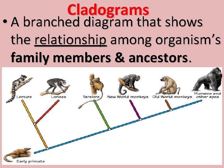 Cladograms • A branched diagram that shows the relationship among organism’s family members &