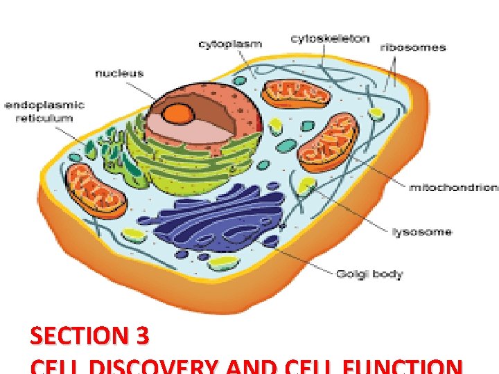 2 -3 CELLS SECTION 3 