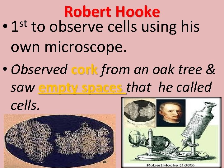 Robert Hooke st • 1 to observe cells using his own microscope. • Observed