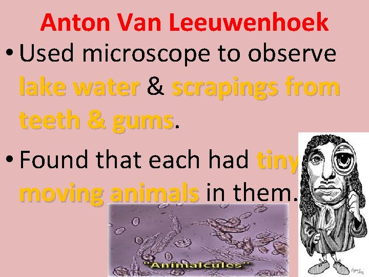 Anton Van Leeuwenhoek • Used microscope to observe lake water & scrapings from teeth