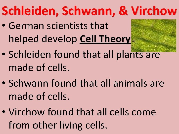 Schleiden, Schwann, & Virchow • German scientists that helped develop Cell Theory • Schleiden