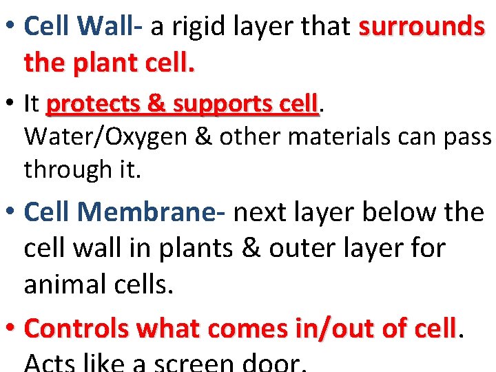  • Cell Wall- a rigid layer that surrounds the plant cell. • It