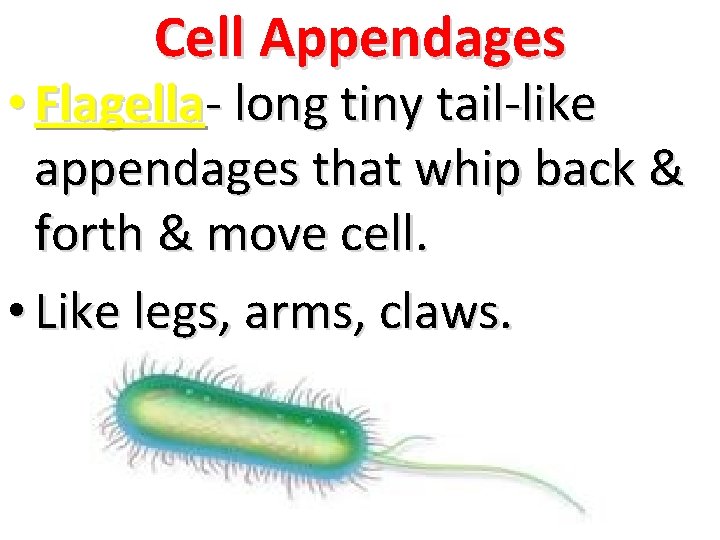 Cell Appendages • Flagella- long tiny tail-like appendages that whip back & forth &