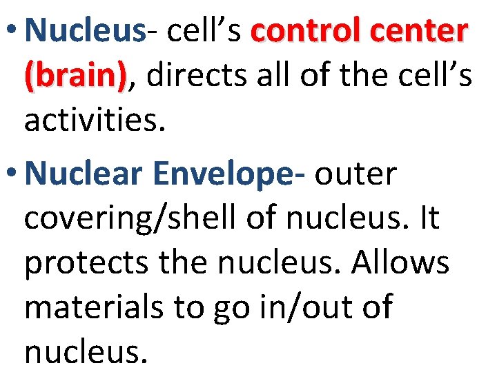  • Nucleus- cell’s control center (brain), (brain) directs all of the cell’s activities.