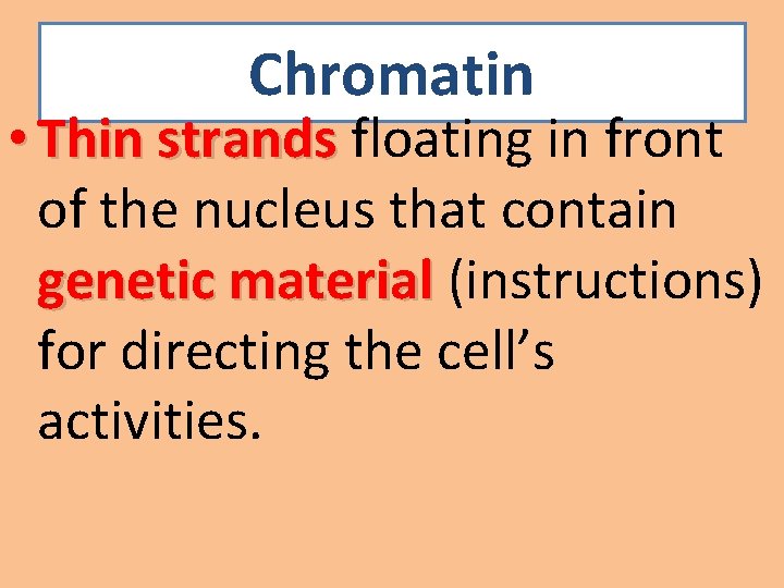 Chromatin • Thin strands floating in front of the nucleus that contain genetic material