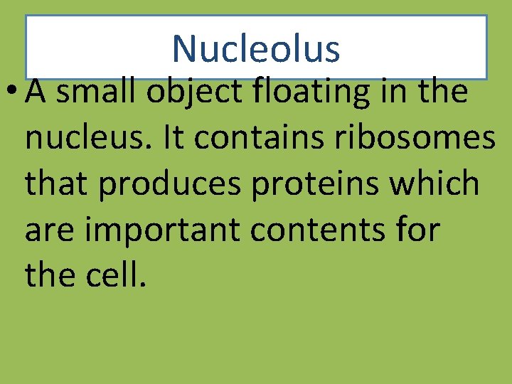 Nucleolus • A small object floating in the nucleus. It contains ribosomes that produces