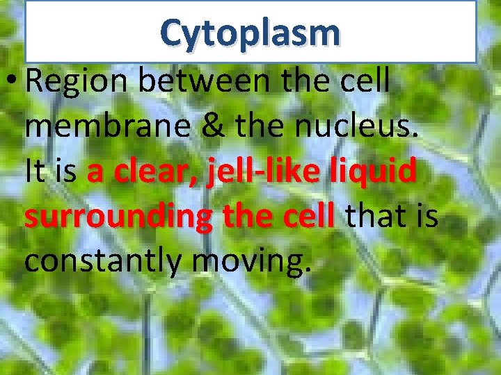 Cytoplasm • Region between the cell membrane & the nucleus. It is a clear,