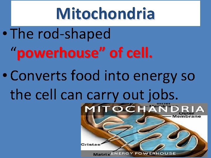 Mitochondria • The rod-shaped “powerhouse” of cell. • Converts food into energy so the