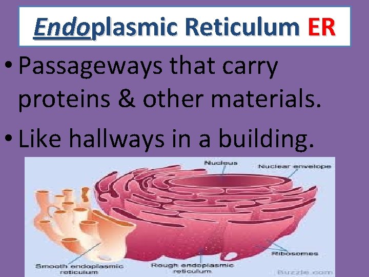 Endoplasmic Reticulum ER • Passageways that carry proteins & other materials. • Like hallways