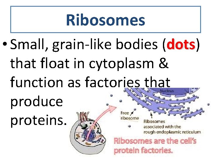 Ribosomes • Small, grain-like bodies (dots) dots that float in cytoplasm & function as