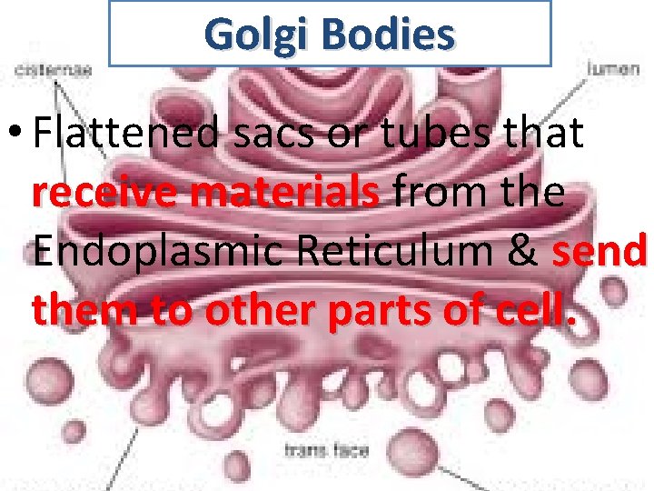 Golgi Bodies • Flattened sacs or tubes that receive materials from the Endoplasmic Reticulum