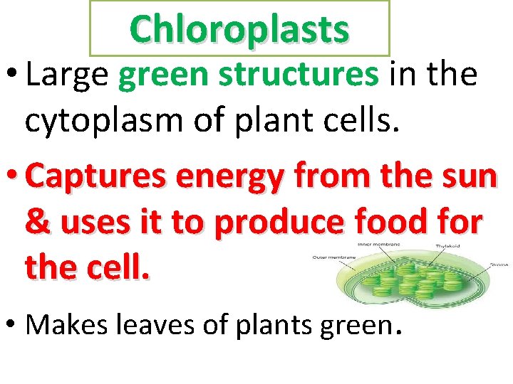 Chloroplasts • Large green structures in the cytoplasm of plant cells. • Captures energy