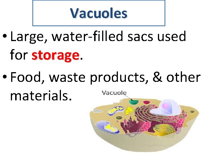 Vacuoles • Large, water-filled sacs used for storage • Food, waste products, & other