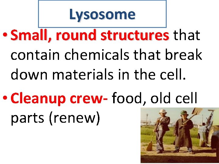 Lysosome • Small, round structures that contain chemicals that break down materials in the