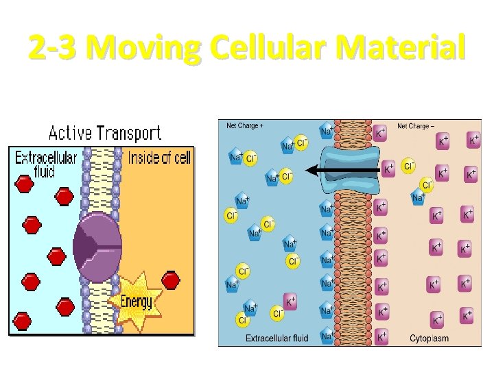 2 -3 Moving Cellular Material 