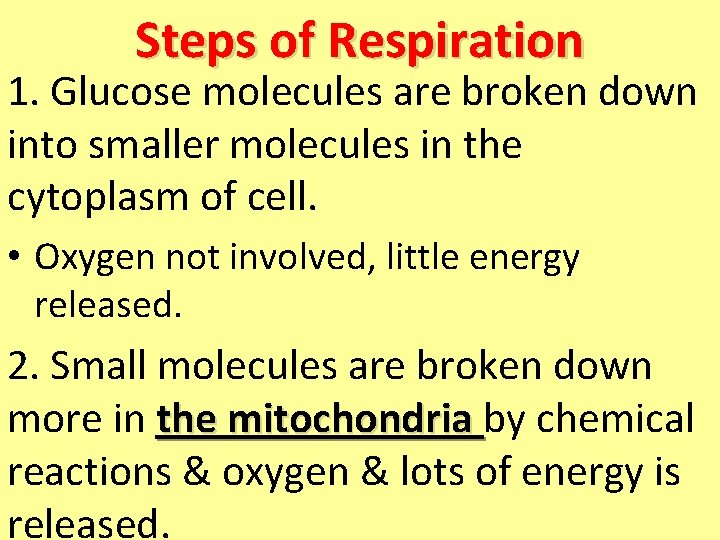 Steps of Respiration 1. Glucose molecules are broken down into smaller molecules in the