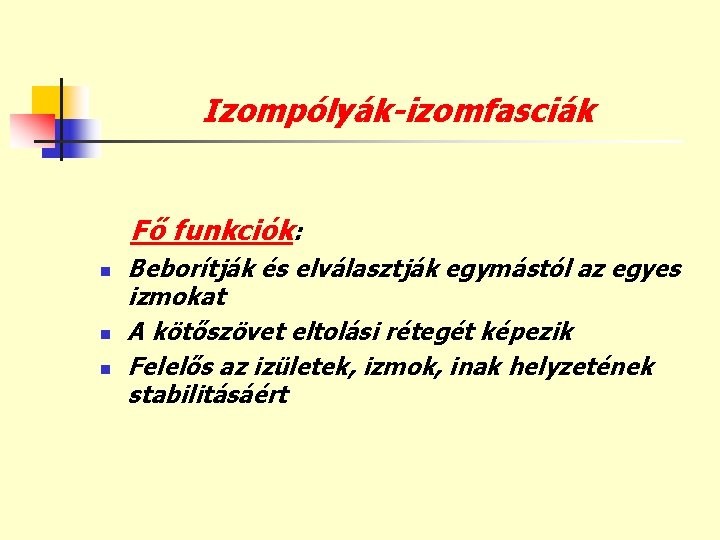 Izompólyák-izomfasciák Fő funkciók: n n n Beborítják és elválasztják egymástól az egyes izmokat A