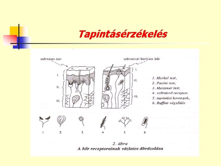 Tapintásérzékelés 