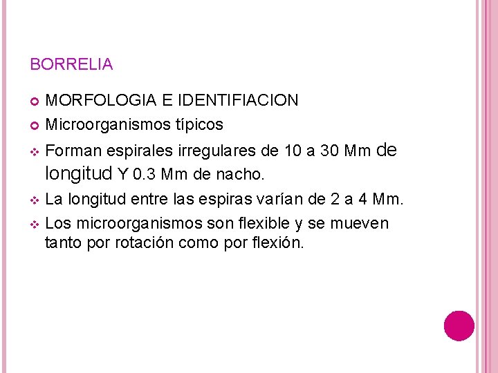 BORRELIA MORFOLOGIA E IDENTIFIACION Microorganismos típicos Forman espirales irregulares de 10 a 30 Mm