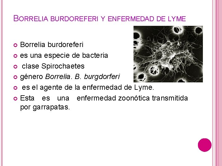 BORRELIA BURDOREFERI Y ENFERMEDAD DE LYME Borrelia burdoreferi es una especie de bacteria clase