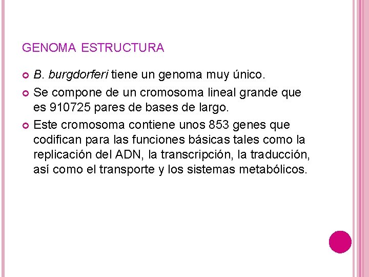 GENOMA ESTRUCTURA B. burgdorferi tiene un genoma muy único. Se compone de un cromosoma