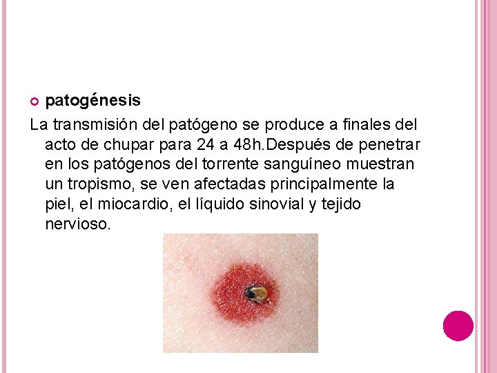 patogénesis La transmisión del patógeno se produce a finales del acto de chupar para