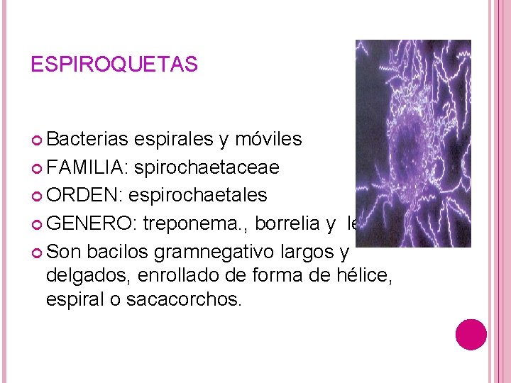 ESPIROQUETAS Bacterias espirales y móviles FAMILIA: spirochaetaceae ORDEN: espirochaetales GENERO: treponema. , borrelia y