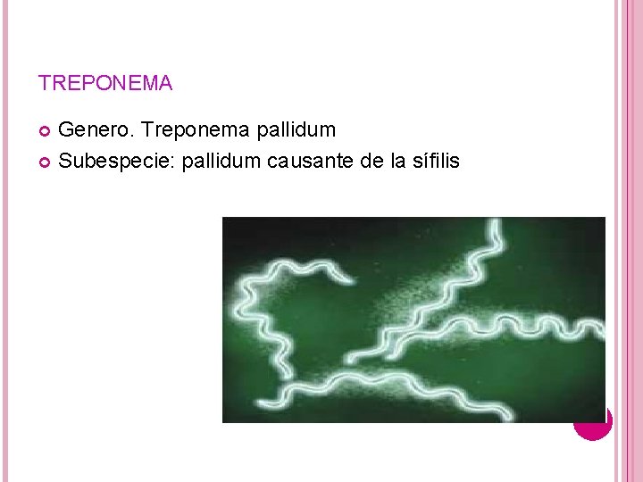 TREPONEMA Genero. Treponema pallidum Subespecie: pallidum causante de la sífilis 