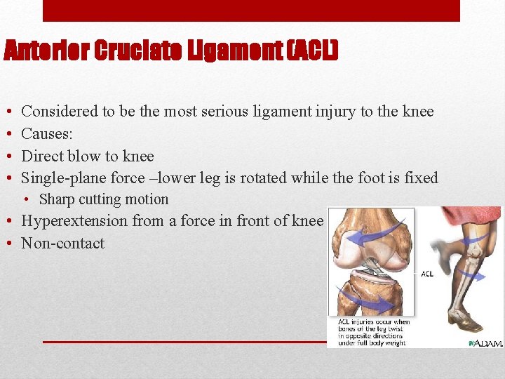 Anterior Cruciate Ligament (ACL) • • Considered to be the most serious ligament injury