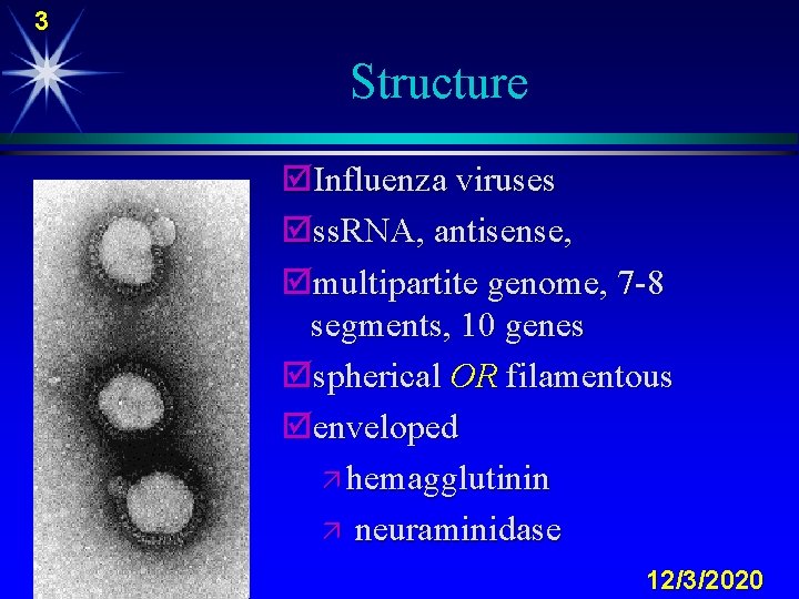 3 Structure þInfluenza viruses þss. RNA, antisense, þmultipartite genome, 7 -8 segments, 10 genes