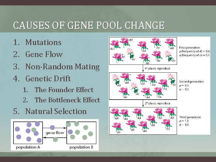 CAUSES OF GENE POOL CHANGE 1. 2. 3. 4. Mutations Gene Flow Non-Random Mating