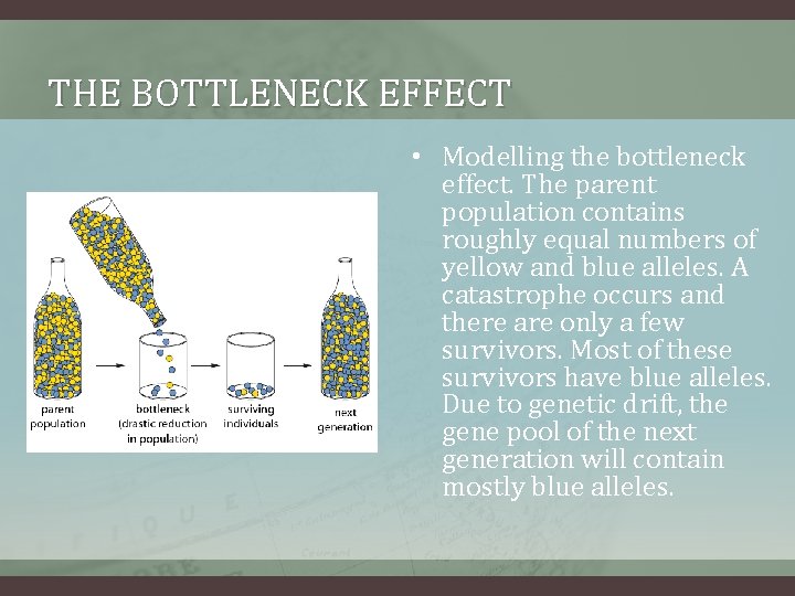 THE BOTTLENECK EFFECT • Modelling the bottleneck effect. The parent population contains roughly equal