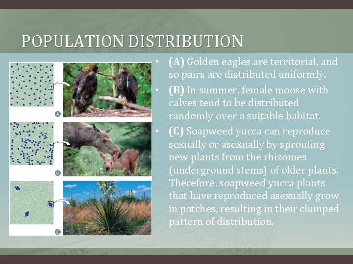 POPULATION DISTRIBUTION • (A) Golden eagles are territorial, and so pairs are distributed uniformly.