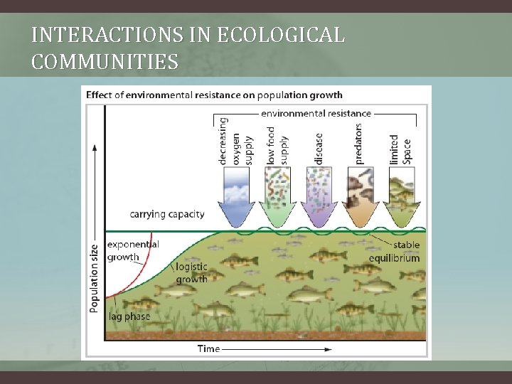 INTERACTIONS IN ECOLOGICAL COMMUNITIES 