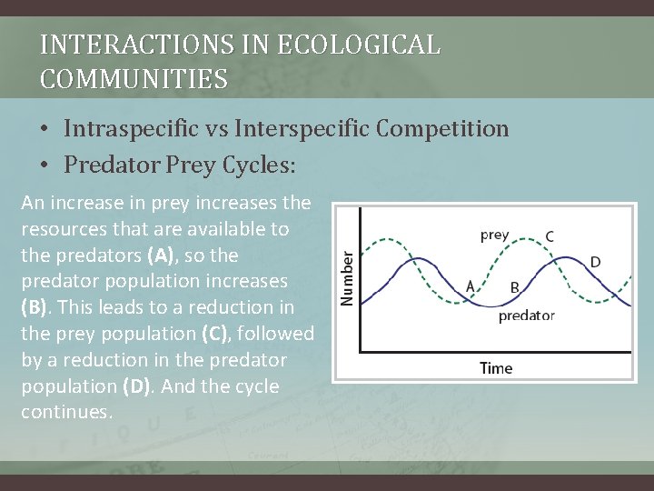 INTERACTIONS IN ECOLOGICAL COMMUNITIES • Intraspecific vs Interspecific Competition • Predator Prey Cycles: An