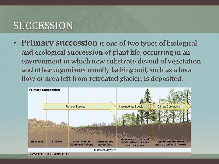 SUCCESSION • Primary succession is one of two types of biological and ecological succession