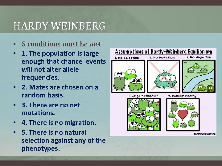 HARDY WEINBERG • 5 conditions must be met • 1. The population is large