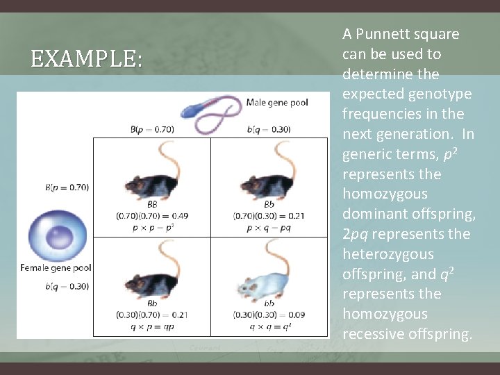 EXAMPLE: A Punnett square can be used to determine the expected genotype frequencies in